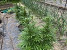 IMG_0819.jpeg