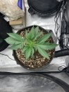 IMG_1082.jpeg