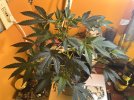 IMG_1533.jpeg
