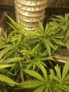 IMG_2478.jpeg