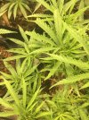 IMG_2477.jpeg