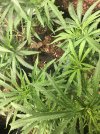 IMG_2476.jpeg