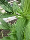 IMG_0201.jpeg