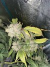 IMG_0151.jpeg