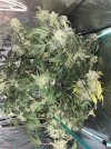 IMG_0176.jpeg