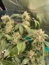 IMG_0255.jpeg