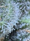 IMG_1183.jpeg
