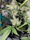 IMG_0318.jpeg