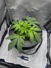 Day 25 Before Topping (27 June).jpg
