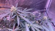 IMG_6853.jpeg