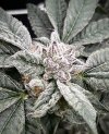 IMG_1289.jpeg