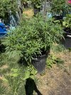 IMG_1404.jpeg