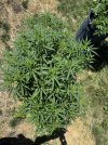 IMG_1408.jpeg