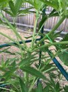 IMG_4117.jpeg
