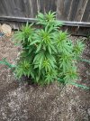 IMG_4138.jpeg