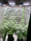 IMG_1196.jpeg