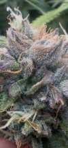 IMG_6227.jpeg