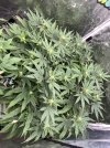 IMG_0740.jpeg