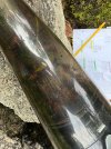 lantern flies in vac.jpg