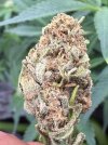 IMG_0193.jpeg