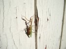 Mantises2.JPG