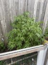 IMG_1365.jpeg