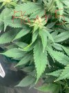 IMG_0789.jpeg