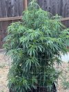 IMG_3331.jpeg
