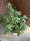 IMG_0412.jpeg