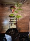 J Herer Seedling July.jpg
