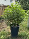 IMG_1437.jpeg