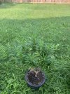 IMG_3429.jpeg