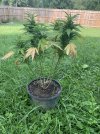IMG_3432.jpeg