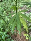 IMG_0306.jpeg