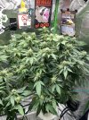 IMG_0884.jpeg