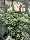 IMG_0885.jpeg
