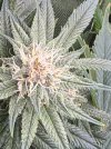IMG_0320.jpeg