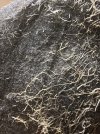 IMG_1612.jpeg