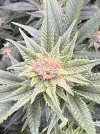 IMG_0344.jpeg