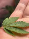 Crazy leaf.jpg