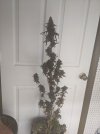 PXL_20250813_045625815.jpg
