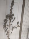 PXL_20250813_045311623.jpg