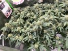 IMG_0957.jpeg