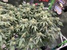 IMG_0956.jpeg