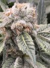 IMG_6268.jpeg