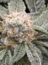 IMG_6267.jpeg