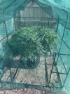 IMG_6251.jpeg