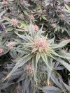 IMG_0454.jpeg