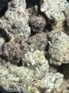 IMG_7235.jpeg