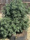 IMG_3389.jpeg